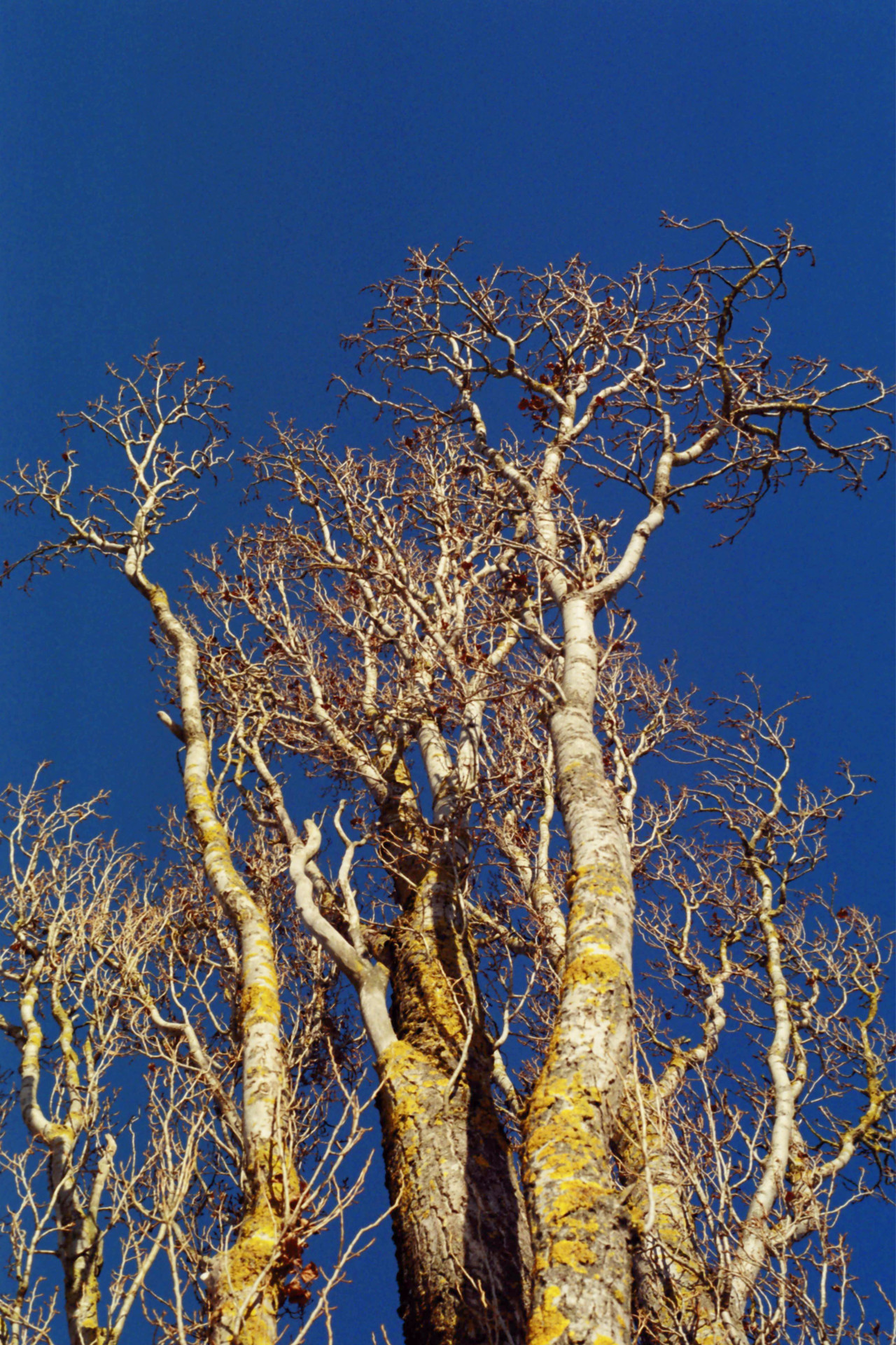 08_Assoziativ_RiesigerBaum_Kapitel1