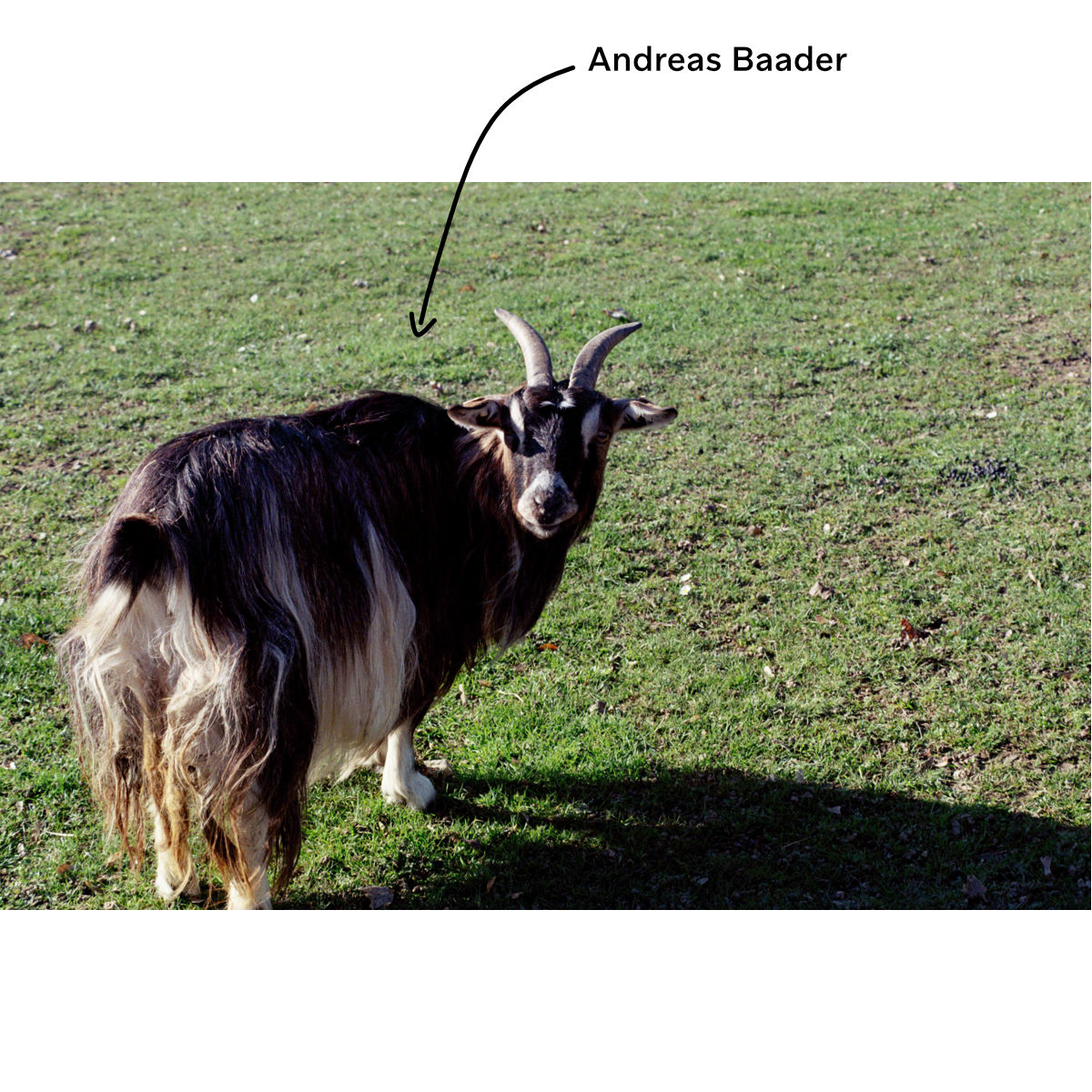 Andreas Baader Ziege